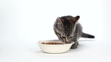 Beyaz yemek yeme sevimli kaplan çizgili kedicik