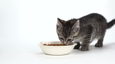 Beyaz yemek yeme sevimli kaplan çizgili kedicik