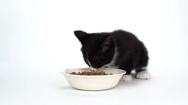 şirin smokin yavru kedi beyaz yemek yeme