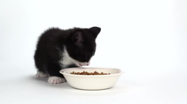 şirin smokin yavru kedi yemek yeme