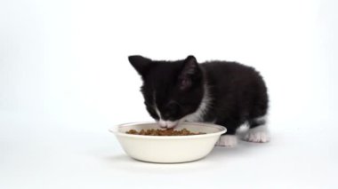 şirin smokin yavru kedi yemek yeme