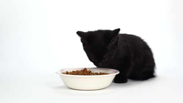 Gatinho preto bonito comendo alimentos em branco — Vídeo de Stock