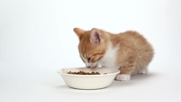 Leuk oranje katje eten op wit — Stockvideo