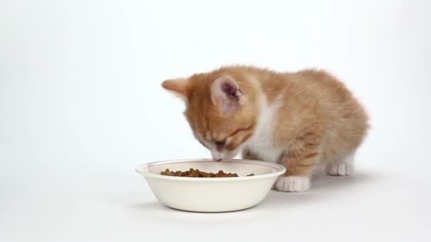 Gatinho laranja bonito comendo alimentos em branco — Vídeo de Stock