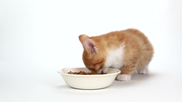 Mignon chaton orange manger de la nourriture sur blanc — Video