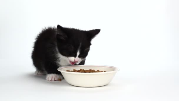 Şirin smokin yavru kedi yemek yeme — Stok video