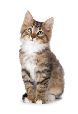 beyaz zemin üzerinde şirin tabby yavru kedi.
