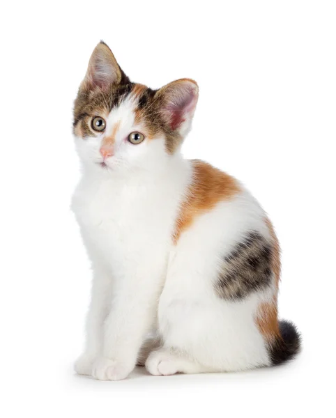 Cute calico kitten on a white background. — Stock Photo, Image