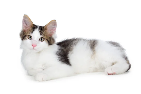 Lindo gatito en un blanco fondo. — Foto de Stock