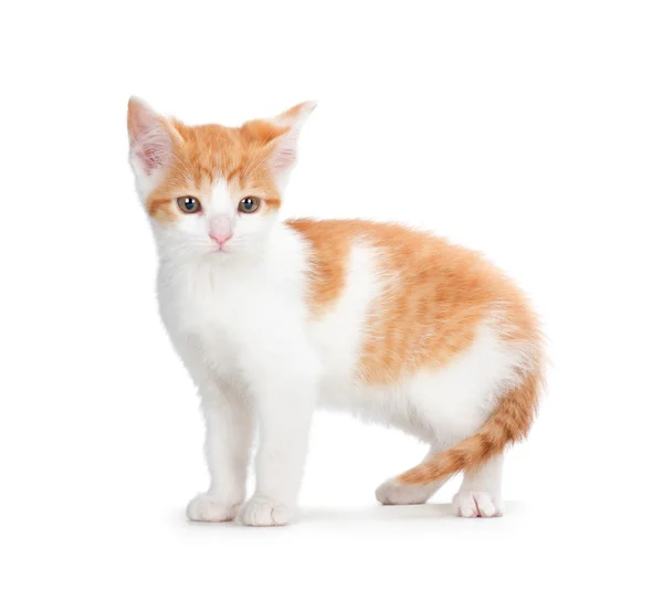 Lindo gatito naranja sobre un fondo blanco — Foto de Stock