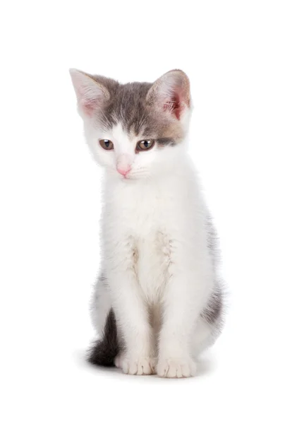 Niedliches Kätzchen auf weißem Hintergrund. — Stockfoto