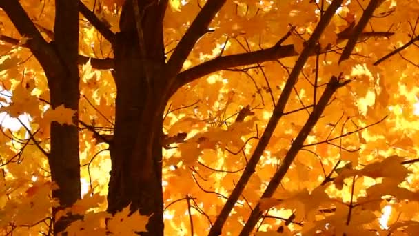Sonbaharda akçaağaç ağaç — Stok video