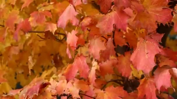 Herfst esdoorn — Stockvideo