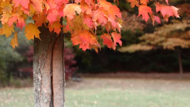 Árbol de arce de otoño — Vídeo de stock