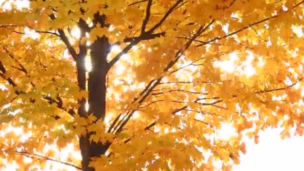 Autumn Maple Tree — Stock Video