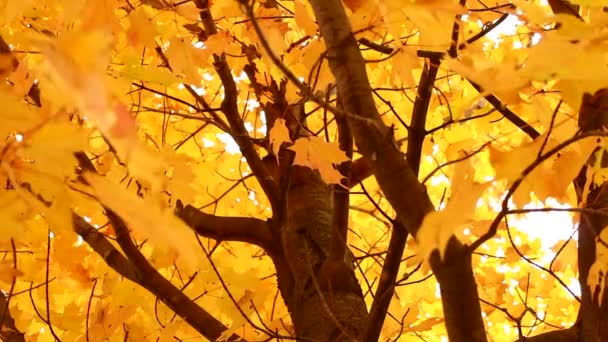 Herbst-Ahorn — Stockvideo