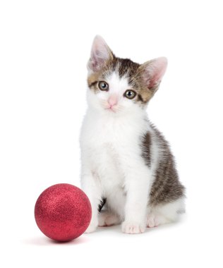 bir Noel süs o yanındaki şirin gri ve beyaz kittensitting