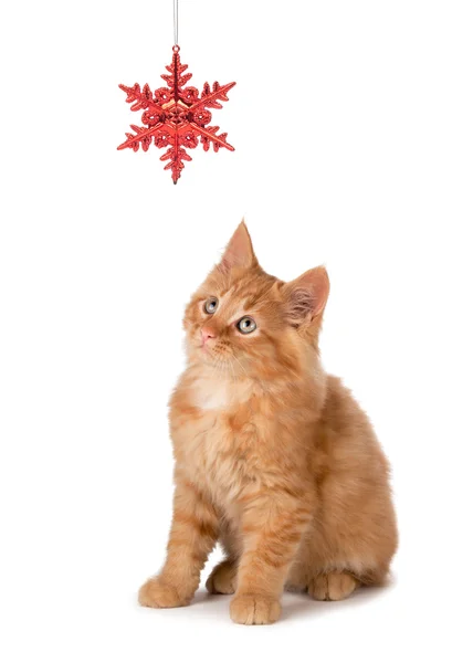 Cute Orange Kitten Playing with a Christmas Ornament on White — Stock Photo, Image