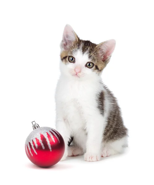 Cute grey and white kittensitting next to a Christmas Ornament o — Stock Photo, Image