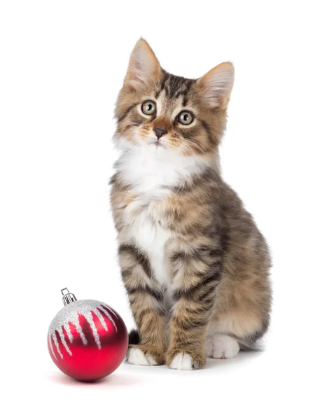 Cute kitten sitting next to a Christmas Ornament on a white back — Stock Photo, Image