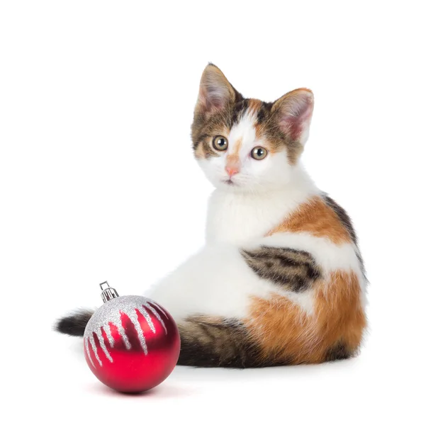 Cute calico kitten sitting next to a Christmas Ornament on a whi — Stock Photo, Image