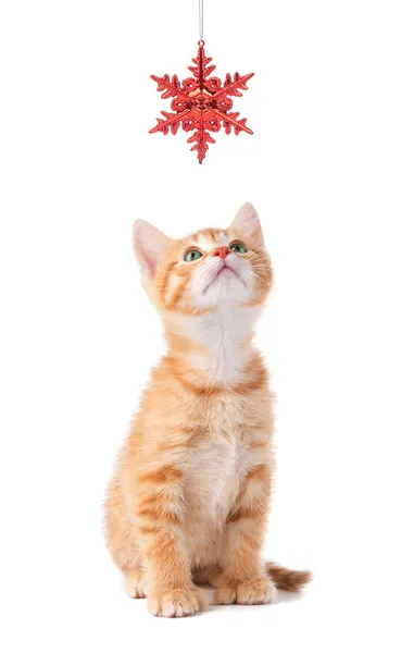 Симпатичный оранжевый котенок, играющий с рождественским украшением на белом — стоковое фото