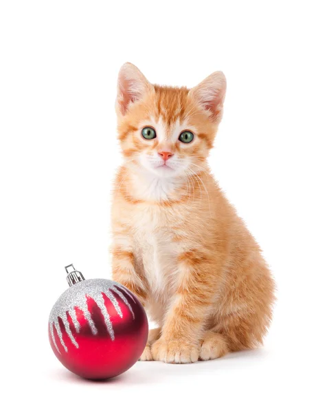 Cute orange kitten with large paws sitting next to a Christmas O — Stock Photo, Image