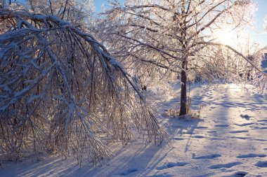 aşırı bir buz fırtınası sonra hasarlı ağaçlar.
