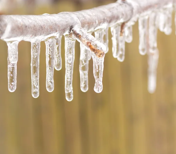 Ice coated tree branch after an ice storm. — Stock Photo, Image