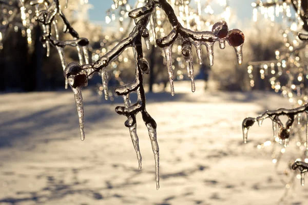 极端的冰风暴后的美丽冰包树. — 图库照片