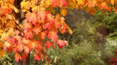 Sonbaharda akçaağaç ağaç rüzgarda yaprak