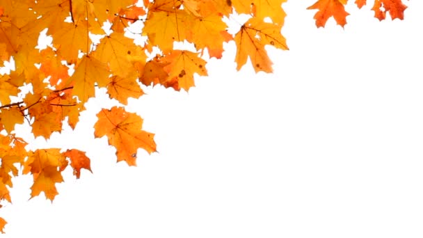 Maple leaves in Autumn isolated on white. Room for your Text. — Stock Video