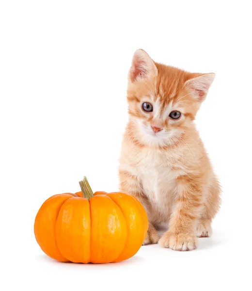 Söt orange kattunge med mini pumpa på vit. — Stockfoto