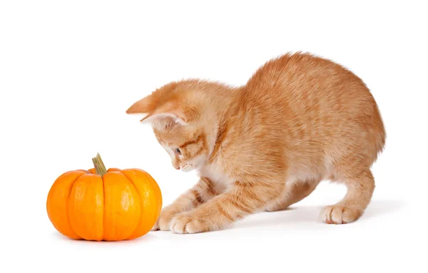 Chaton orange mignon jouant avec une mini citrouille sur blanc . — Photo