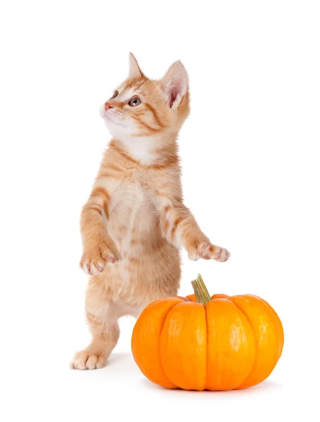 Cute kitten caught stealing a mini pumpkin on white. — Stock Photo, Image
