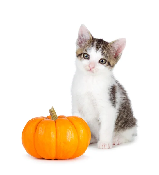 Cute kitten with mini pumpkin on white. — Stock Photo, Image