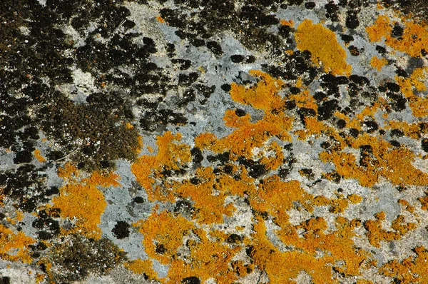 Muschio nero e giallo sulle pietre — Foto Stock