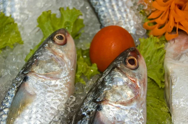 Pesce fresco al mercato — Foto Stock