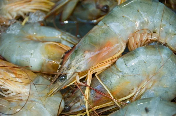 Markette taze karides