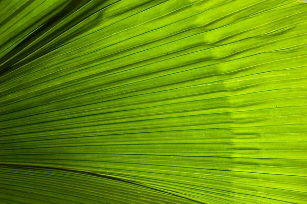 arka plan palmiye ağacı yaprağı