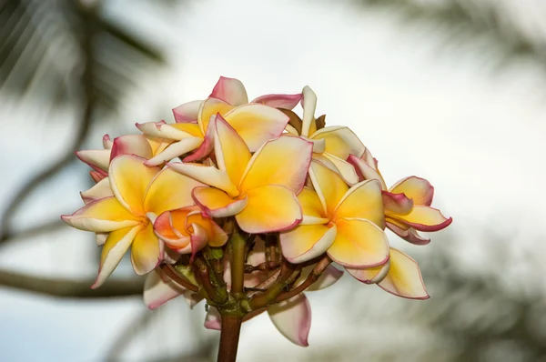 Blossom of frangipani — Stock Photo, Image