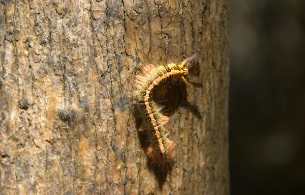 Furry caterpillar on the tree — Stock Photo, Image