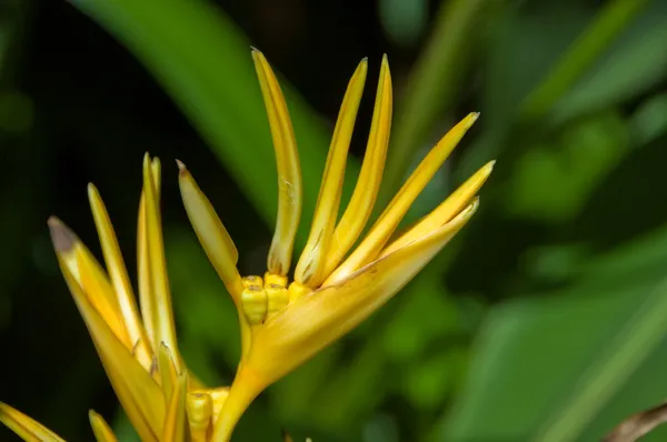 yeşil zemin üzerine parlak sarı tropikal çiçek