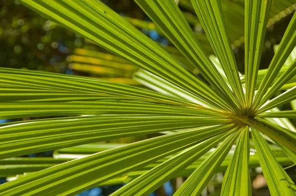 arka plan tropikal yaprak