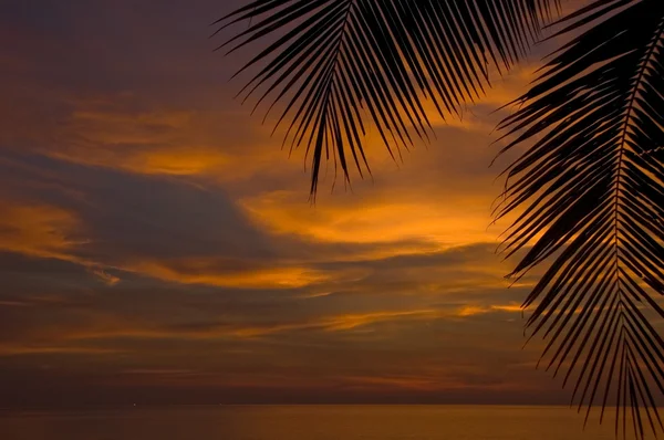 palmiye yaprağı, ön şaşırtıcı deniz günbatımı