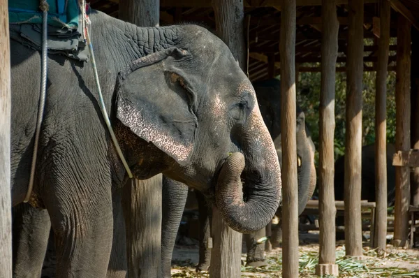 Elefante alla fattoria in Thailandia Immagini Stock Royalty Free