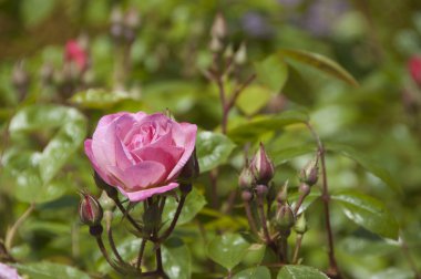 Yeşil yaprakları arka plan üzerinde pembe çiçek açan gül