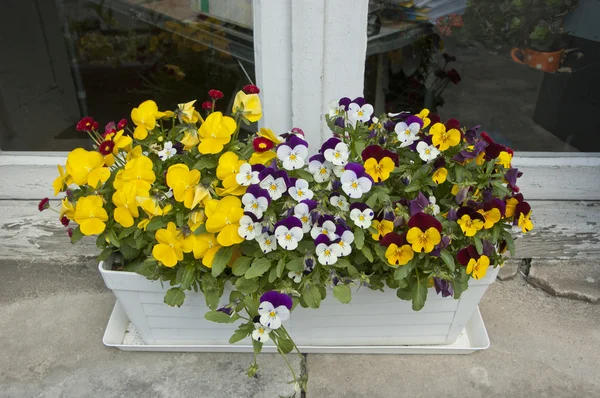 Pancies pencere üzerinde bir saksı içinde banch