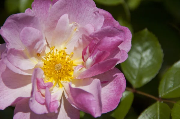 Çiçek açan pembe gülün kapanışı