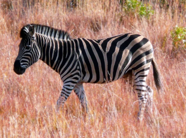 zebra ovada içinde yürüyüş